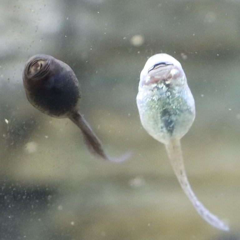 albino Mallorcan Midwife Tadpole