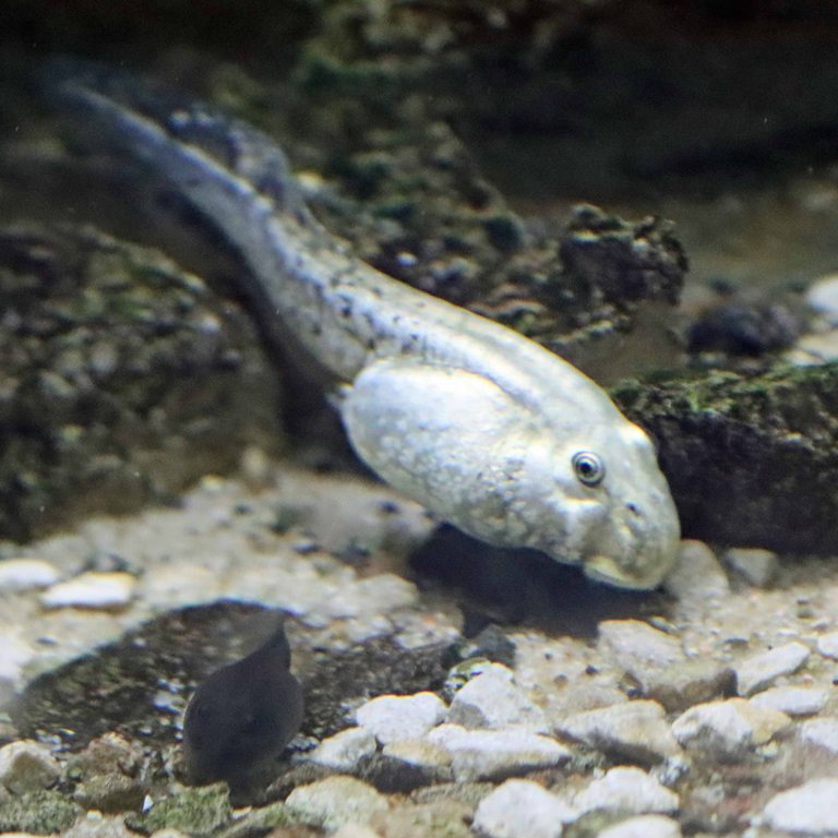 albino Mallorcan Midwife Tadpole