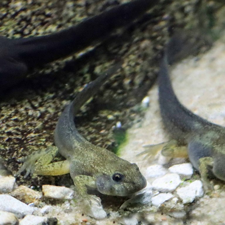 Mallorcan Midwife Tadpole