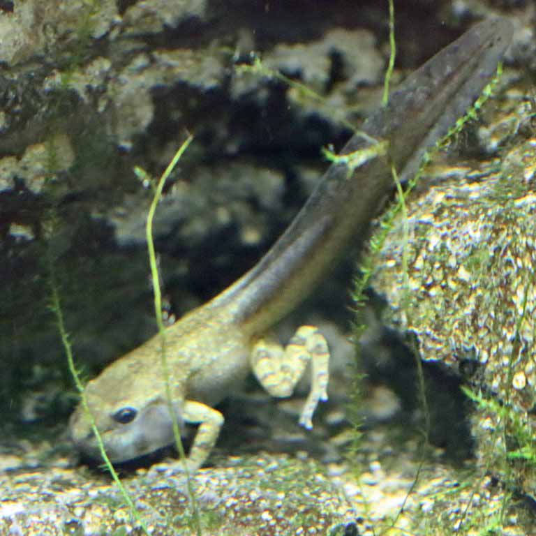 Mallorcan Midwife Tadpole