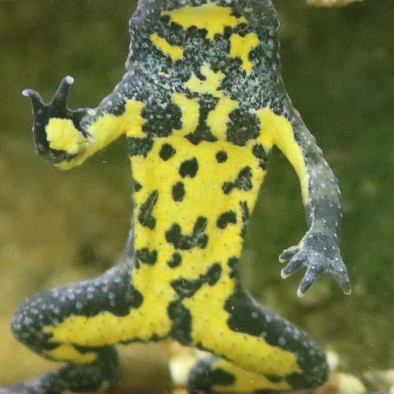 Yellow-bellied Toad