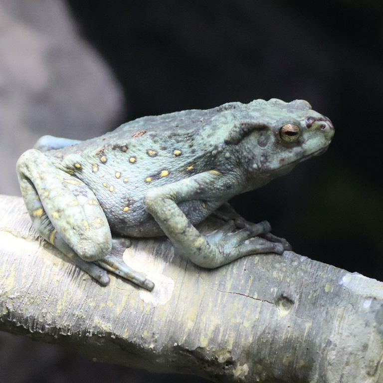 Yellow-spotted Climbing Toad