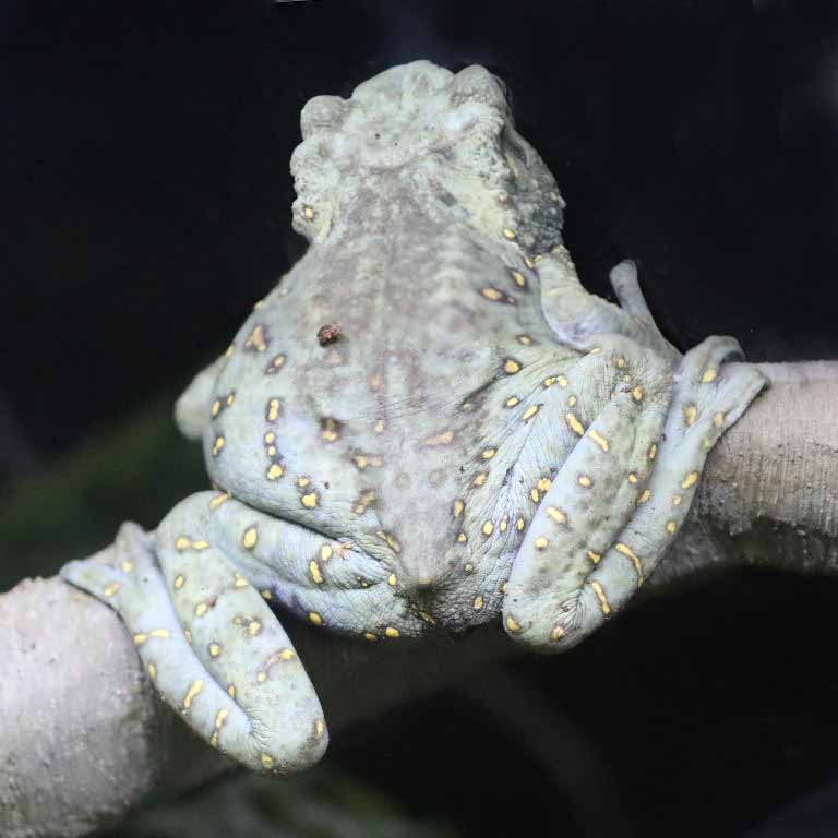 Yellow-spotted Tree Toad