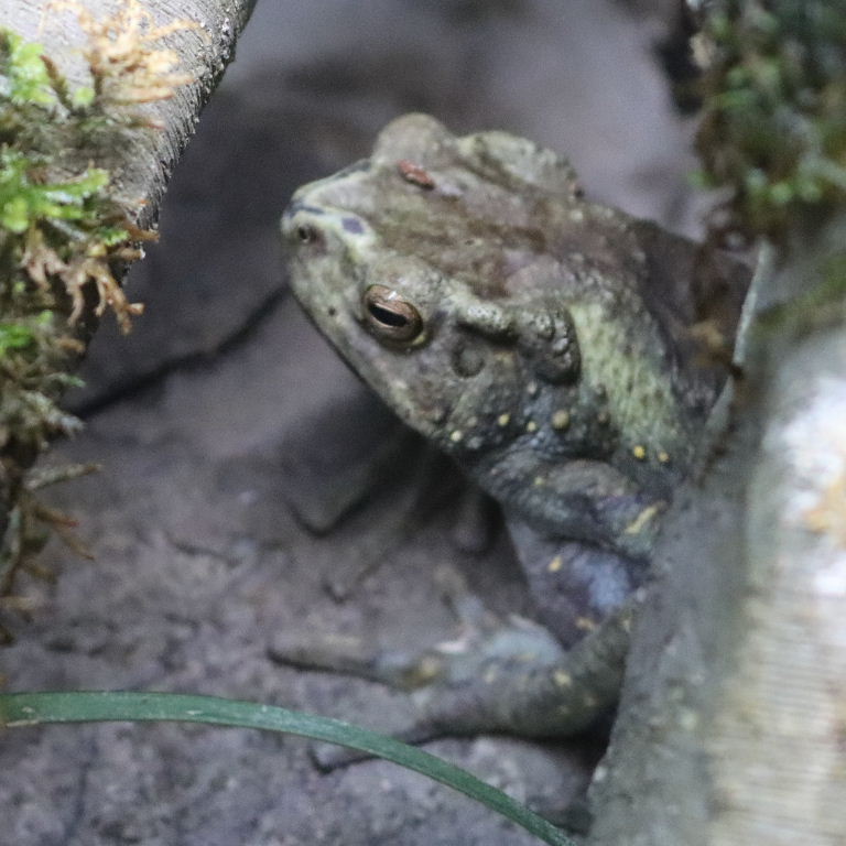 Yellow-spotted Tree Toad