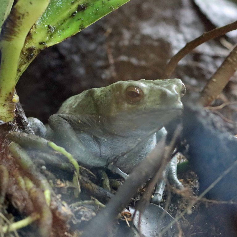 Yellow-spotted Tree Toad