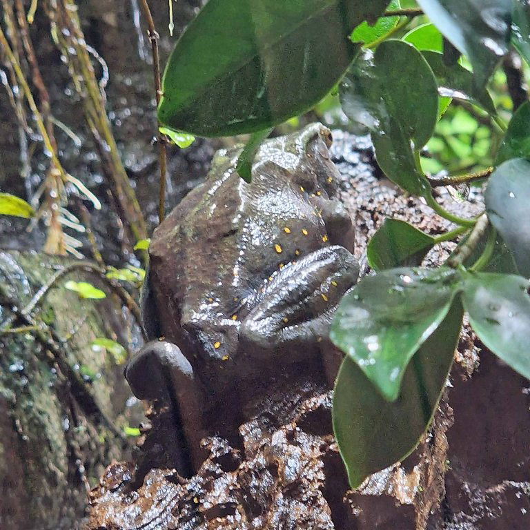 Yellow-spotted Tree Toad