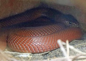 Red Spitting Cobra