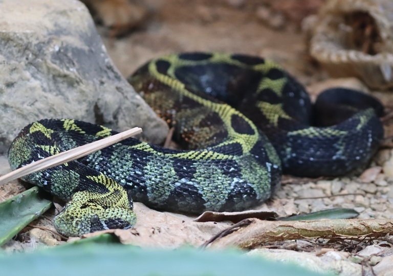 Ethiopian Mountain Adder