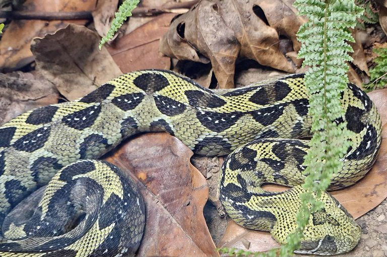Ethiopian Mountain Adder