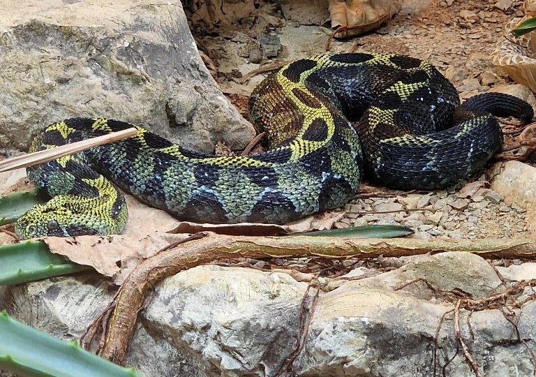 Ethiopian Mountain Adder