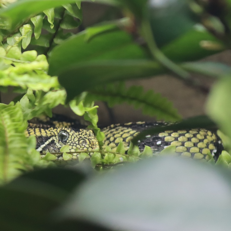 Ethiopian Mountain Adder male