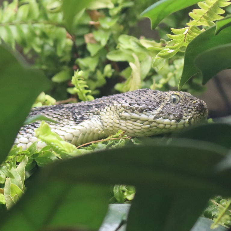 Ethiopian Mountain Adder female