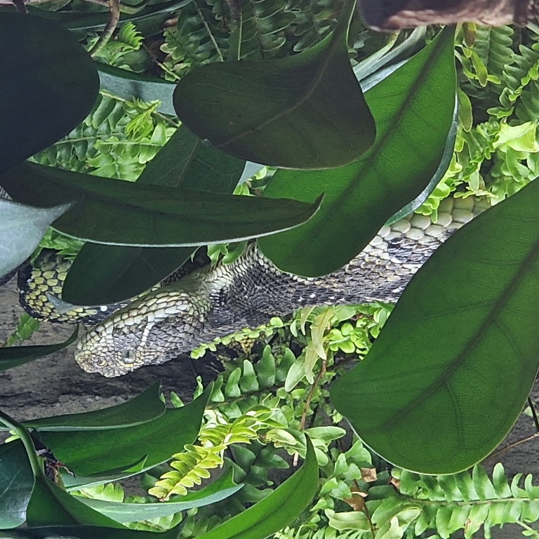Ethiopian Mountain Adders