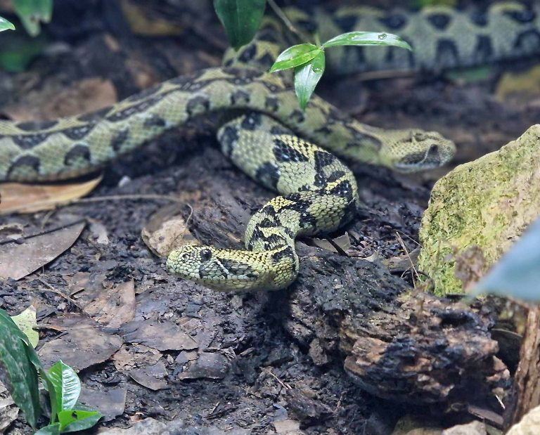 Ethiopian Mountain Adders