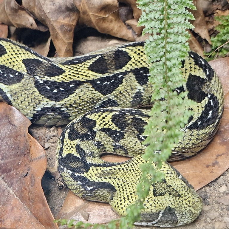 Ethiopian Mountain Adder male
