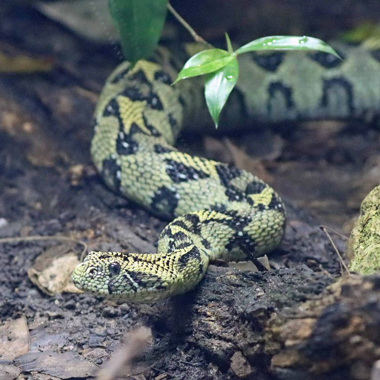 Ethiopian Mountain Adder