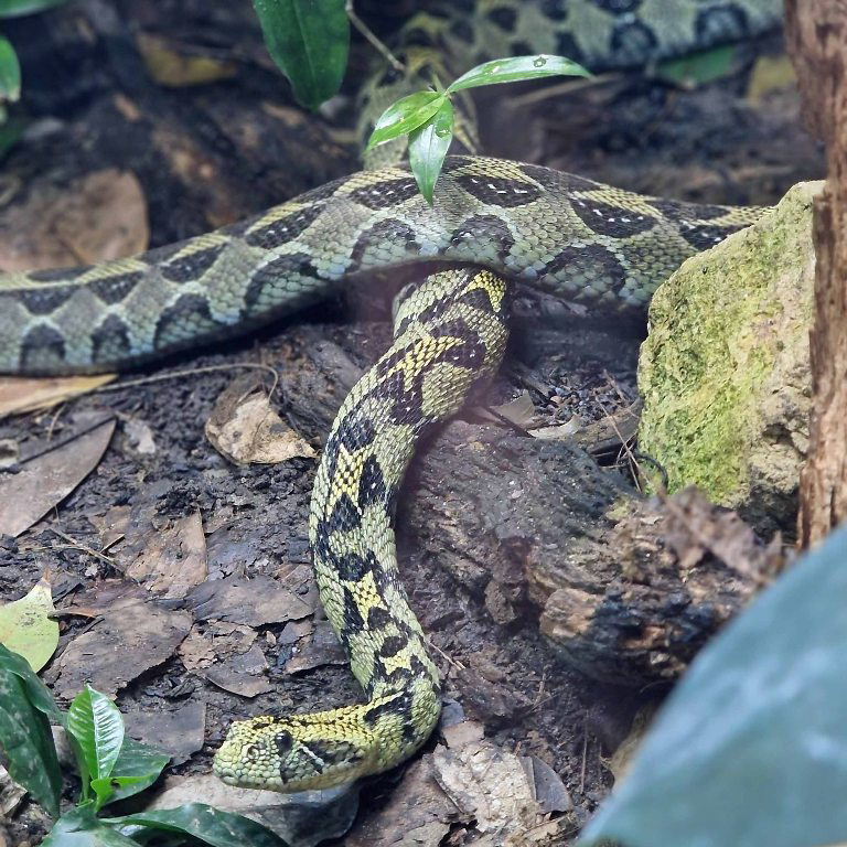 Ethiopian Mountain Adders