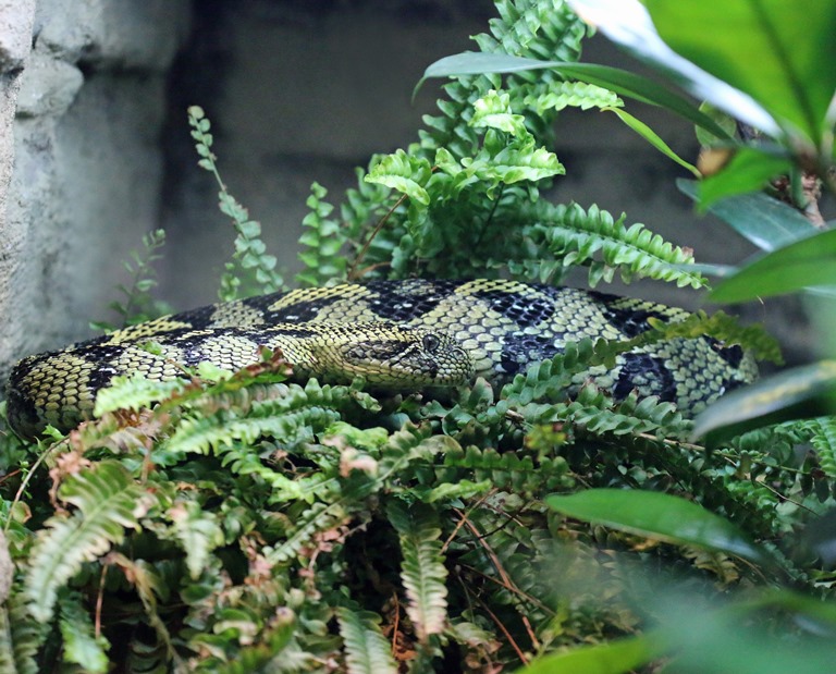 Ethiopian Mountain Adder male