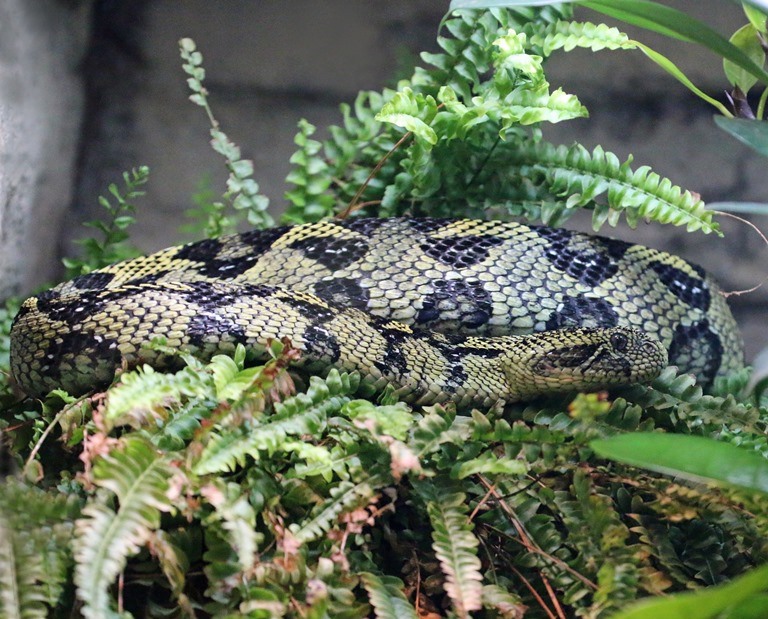 Ethiopian Mountain Adder in ferns