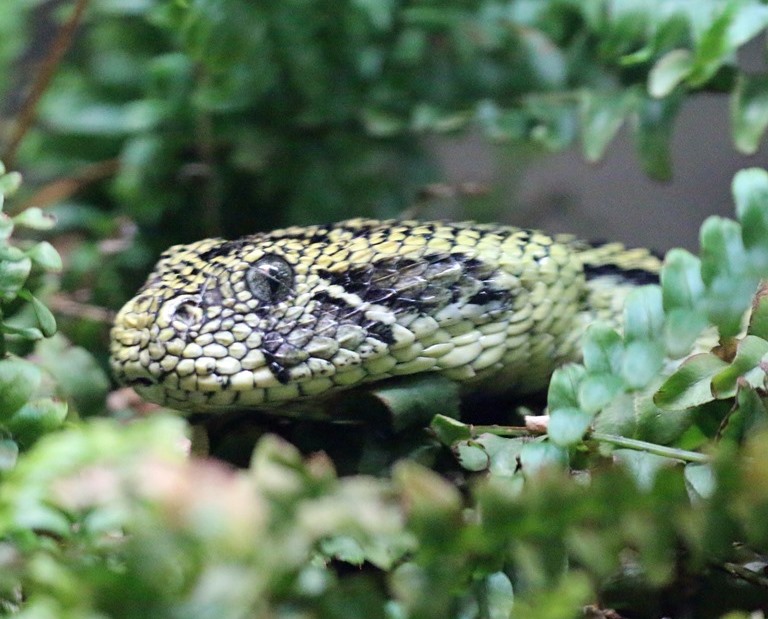 Ethiopian Mountain Adder head