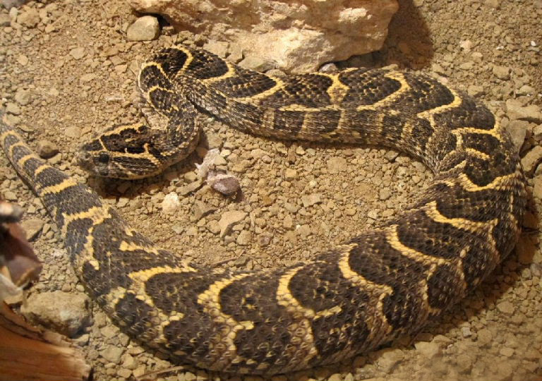 Puff Adder