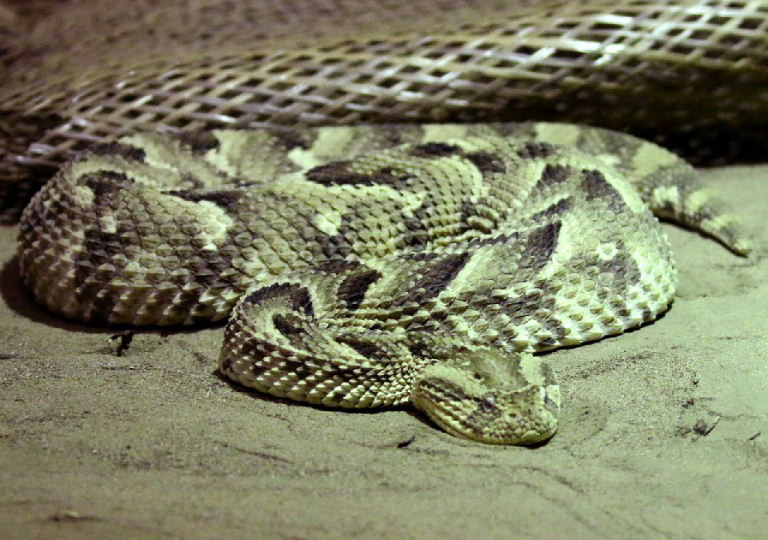 Puff Adder