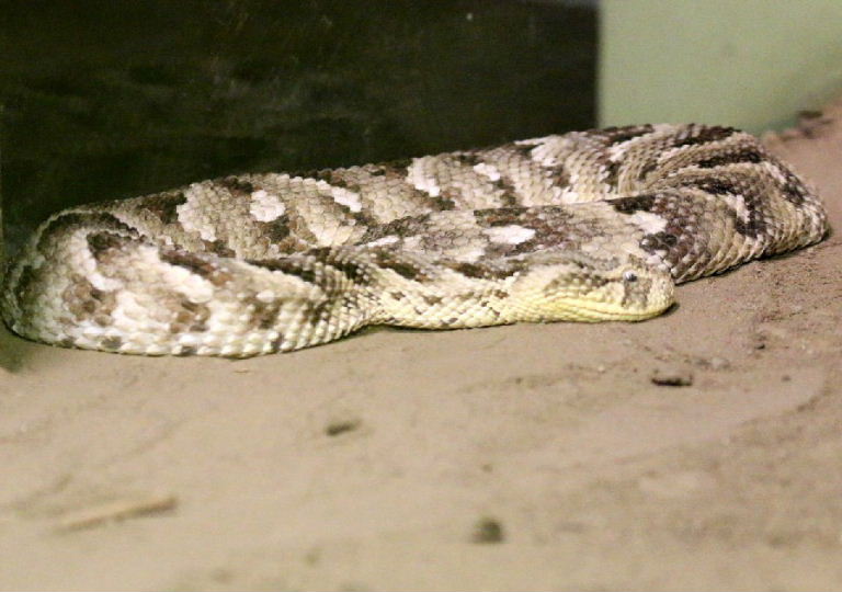 Puff Adder