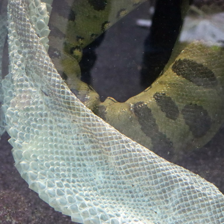 Green Anaconda shedding skin