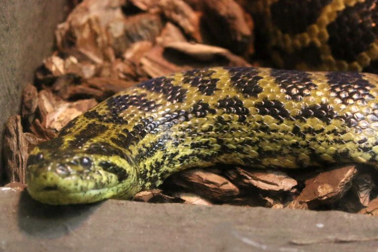Yellow Anaconda