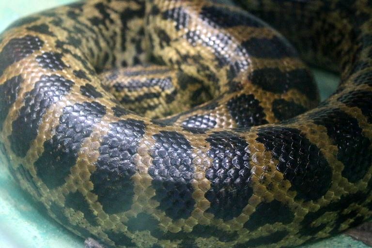 Yellow Anaconda