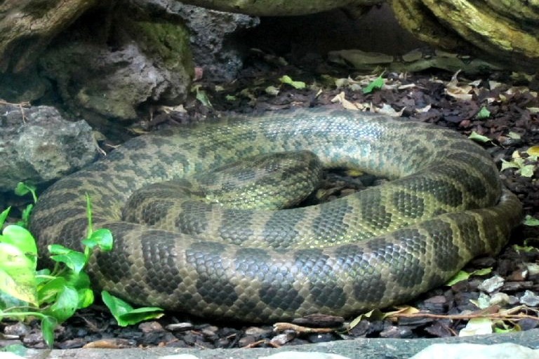 Yellow Anaconda