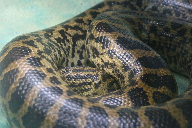 Yellow Anaconda