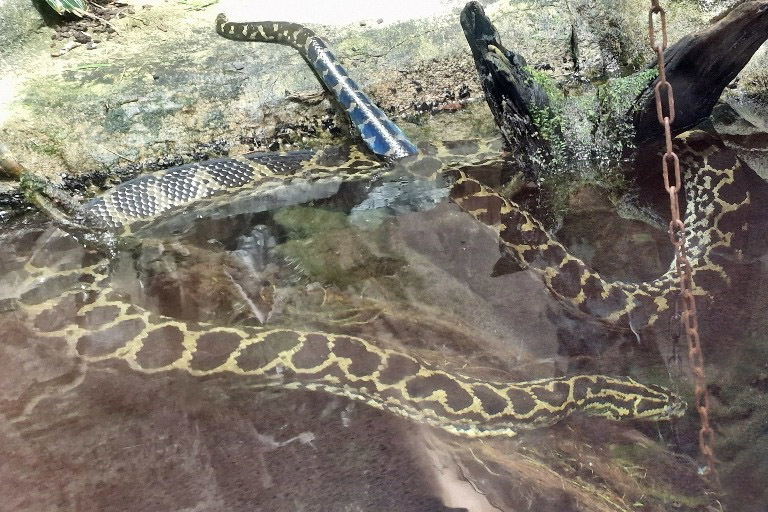 Yellow Anaconda