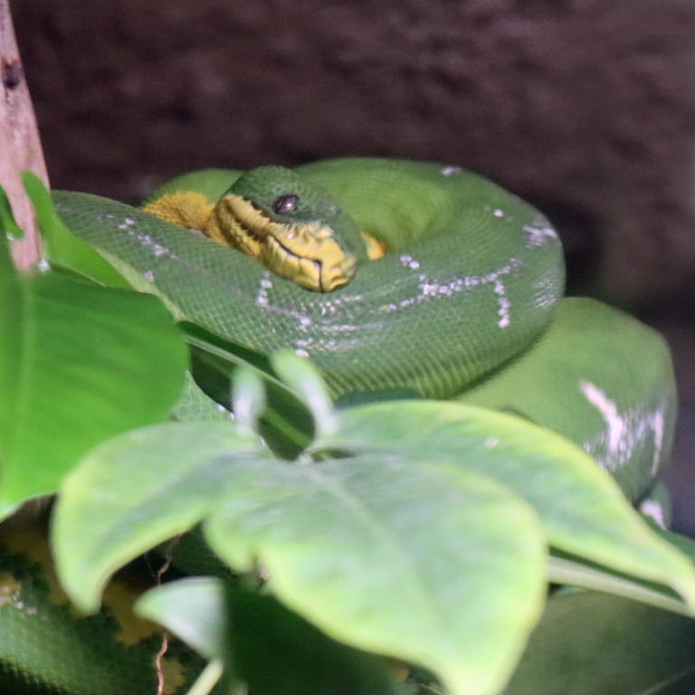 Bates's Emerald Tree Boa