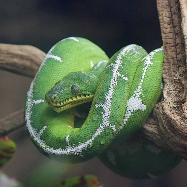 Bates's Emerald Tree Boa