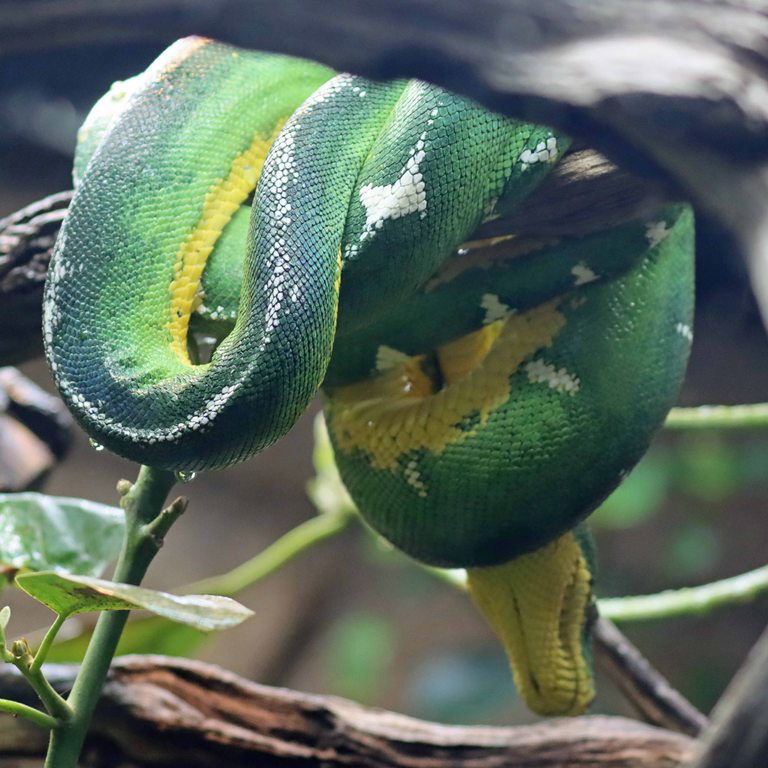 Bates's Emerald Tree Boa