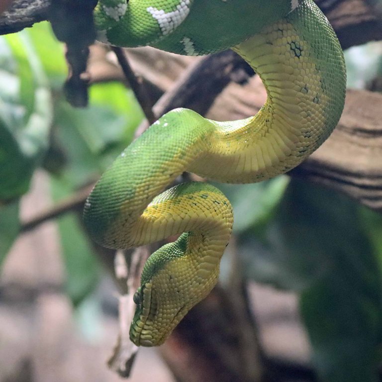 Amazonian Emerald Tree Boa