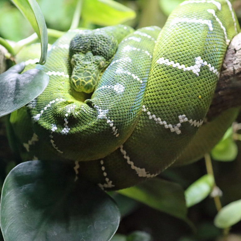 Northern Emerald Tree Boa