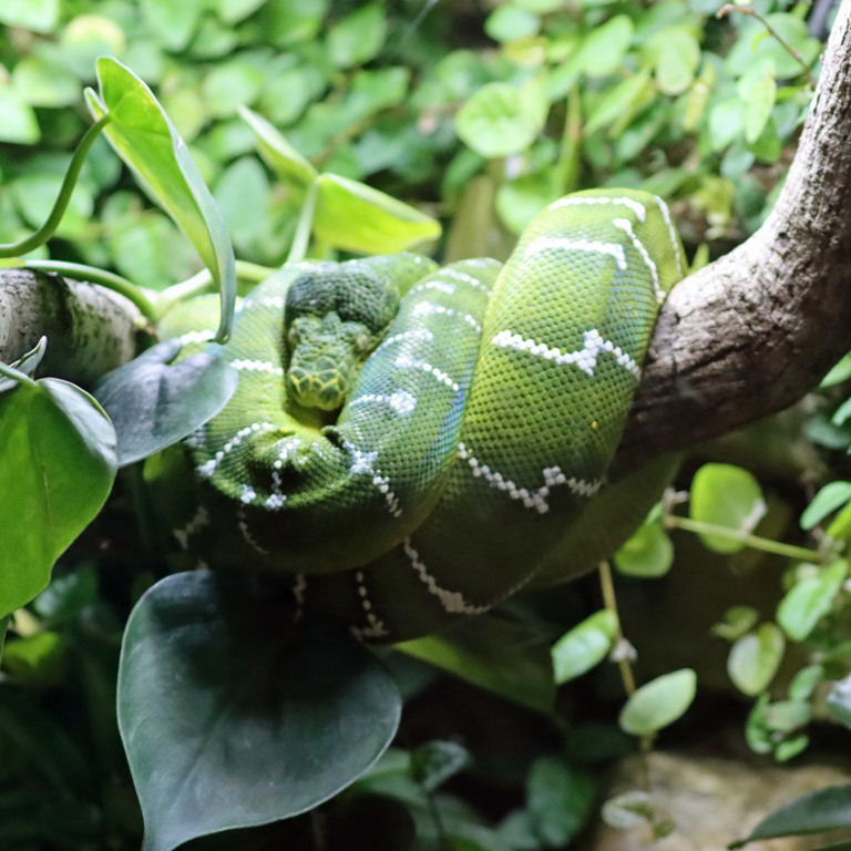 Northern Emerald Tree Boa