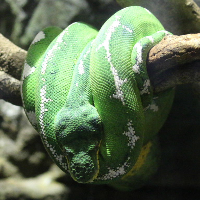 Amazonian Emerald Tree Boa