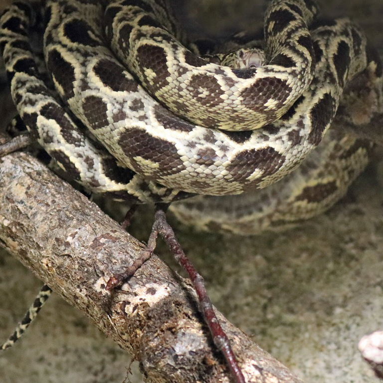 Garden Tree Boa