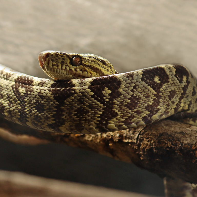 Garden Tree Boa