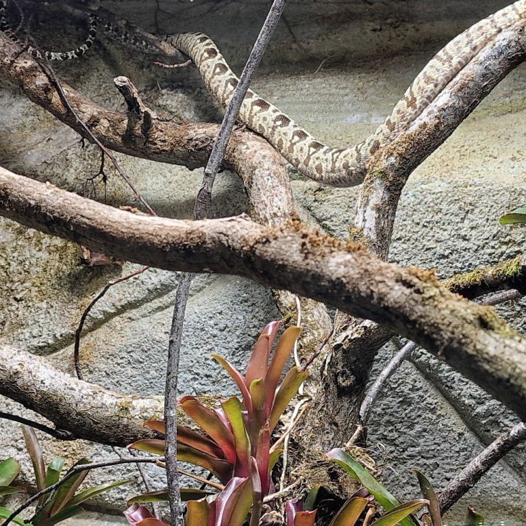 Garden Tree Boa