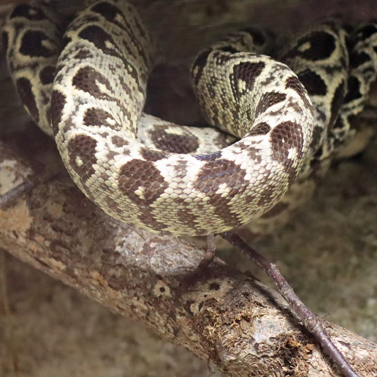 Garden Tree Boa
