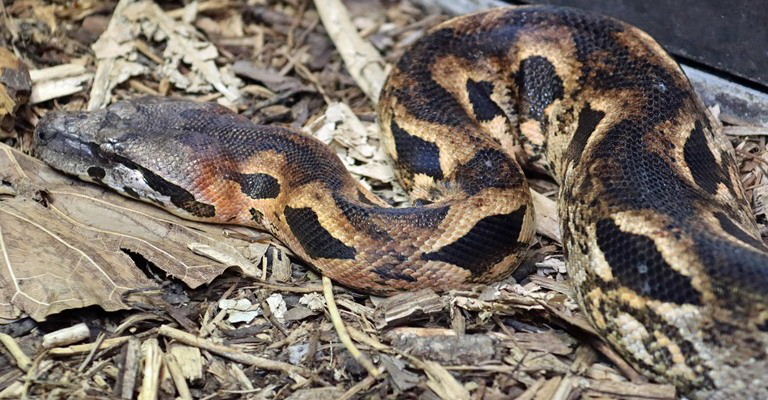 Madagascan Ground Boa