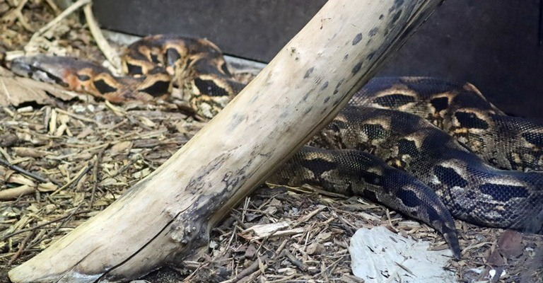 Madagascan Ground Boa