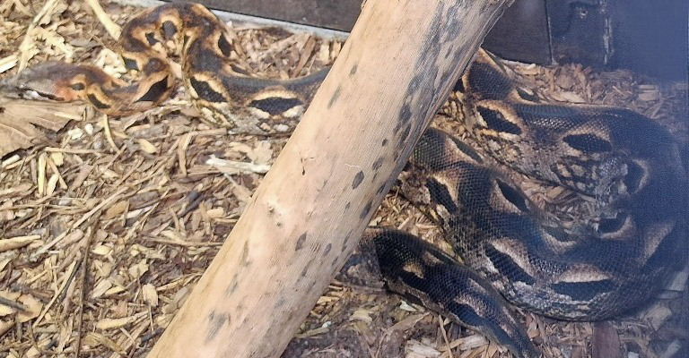 Madagascan Ground Boa