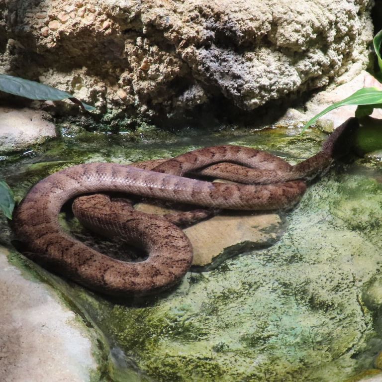 Puerto Rican Boa
