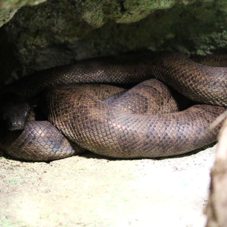 Puerto Rican Boa