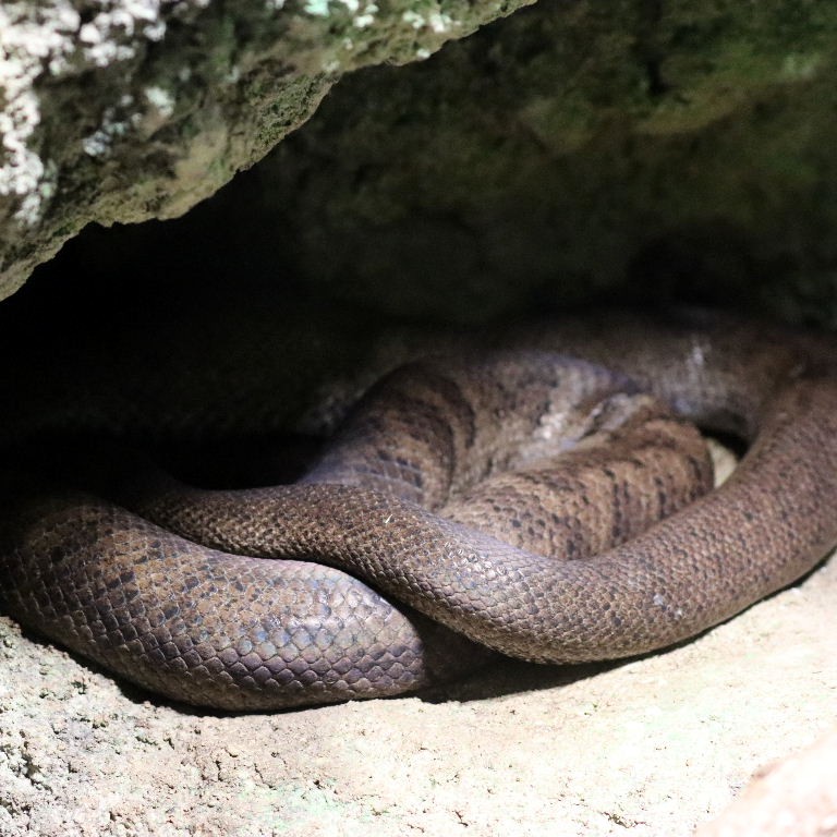 Puerto Rican Boa